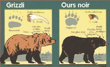 Dessins d'un grizzli et d'un ours noir