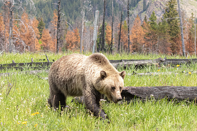 A grizzly bear walks through a lush meadow in a mountain valley. The landscape is dotted with charred trees.