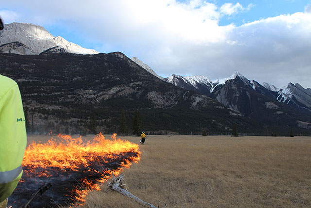 A person in a protective jacket observes a prescribed fire burning in a line across a field, towards a mountain range in the background.