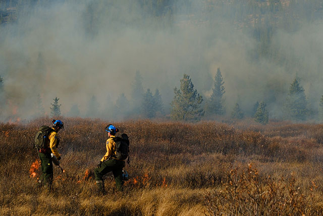 Two fire personnel in protective jackets and helmets use hand ignitions to help a prescribed fire in a smoky meadow.