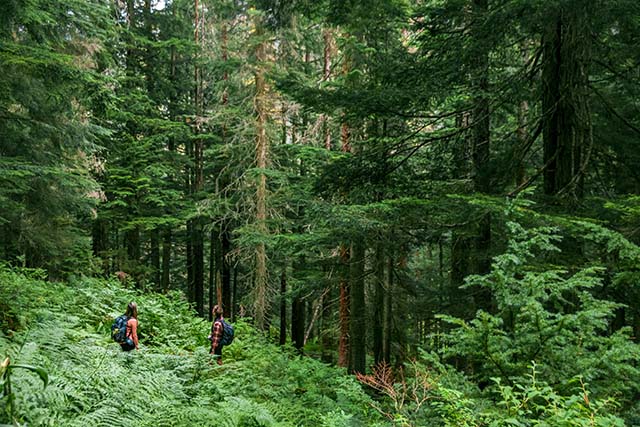 Two people with backpacks stand waist deep in ferns. They look up at a dense, towering forest of straight coniferous trees.