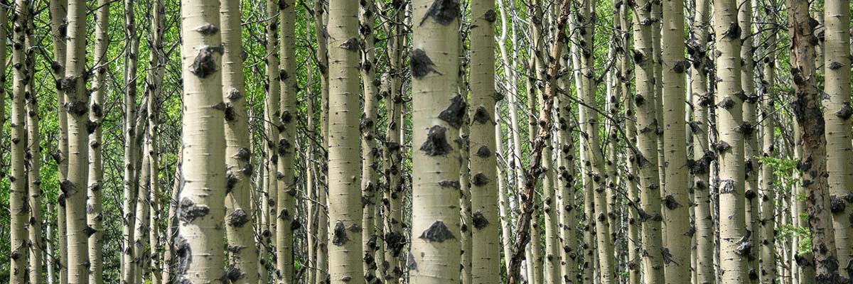 A thick grove of birch tree trunks with pale whitish bark and small dark markings. The trunks have grown very closely together.