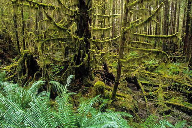 A lush forest floor with ferns and mosses. The trunks and branches of the trees are also covered in thick moss and hanging lichens.