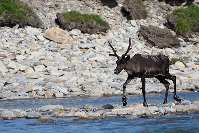 A sleek caribou with short antlers walks through a rocky riverbed.