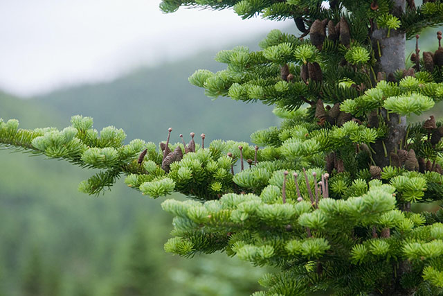 A close-up of the branches of a coniferous tree with bundles of green needles and small brown cones.