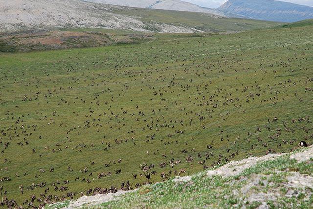 A very large caribou herd grazes on vast tundra. The herd dots the grassy landscape well off into the distance.