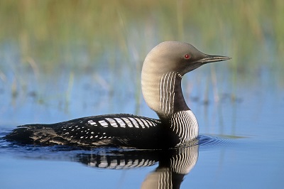 Photographe: Wayne Lynch
Lieu: Parc national du Canada Wapusk © Parks Canada | Parcs Canada