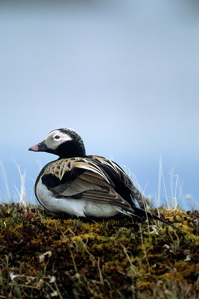 Photographer: Wayne Lynch
Location: Wapusk National Park of Canada © Parks Canada | Parcs Canada