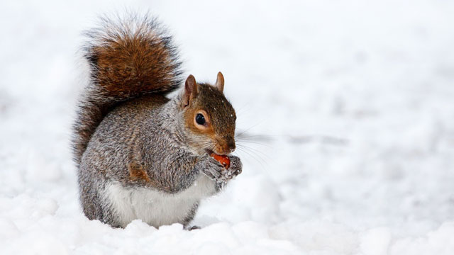 Squirrel eating in the snow.