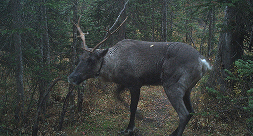 Trail camera photo of a caribou