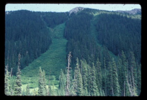 Avalanche path 