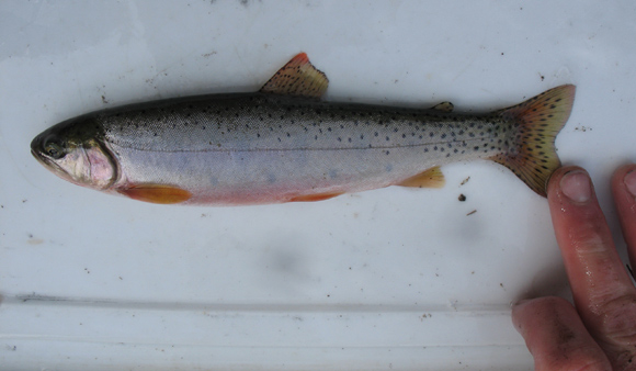 Cutthroat trout. 